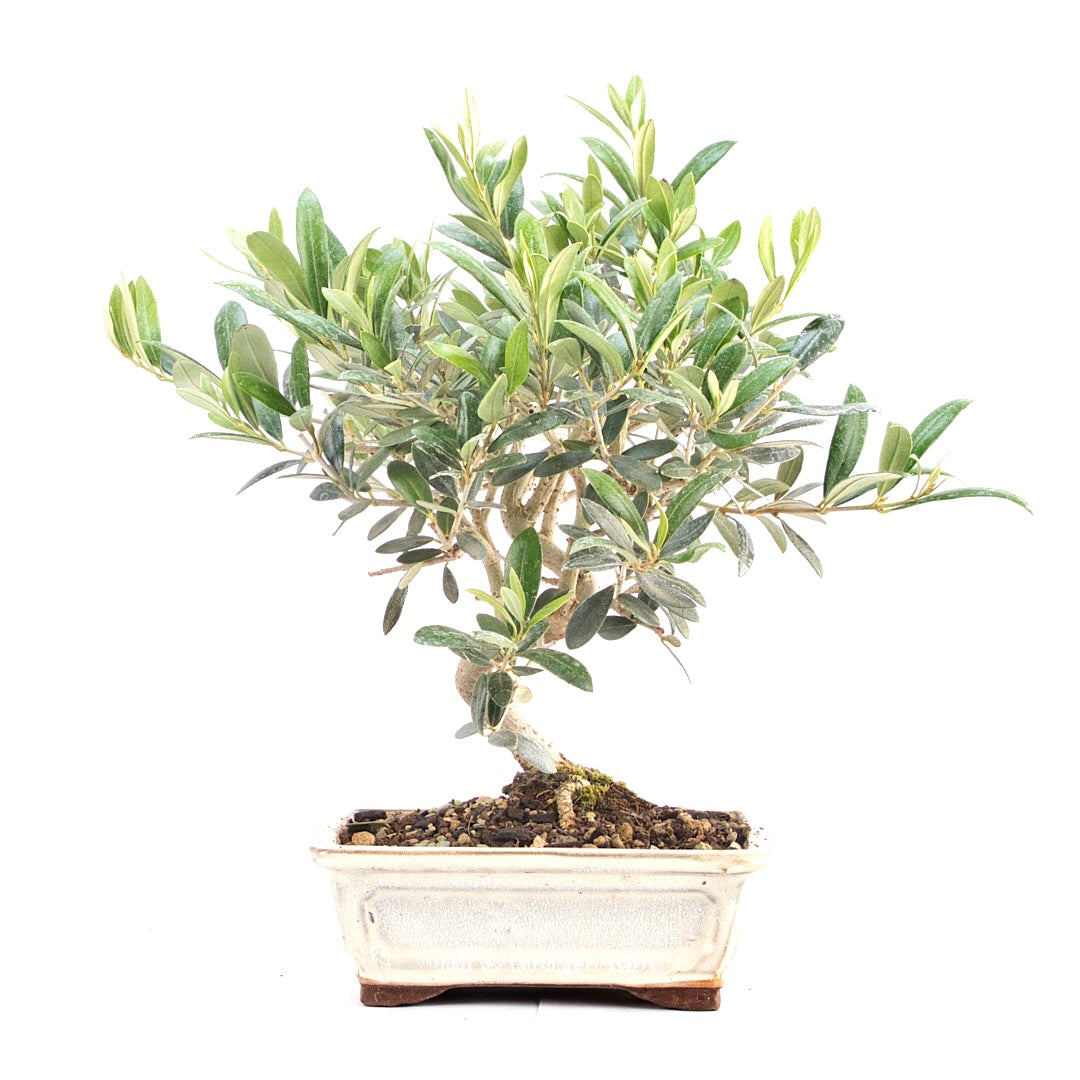 Olive 'Olea europaea'